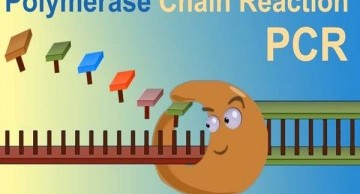 dao-tao/pcr.jpg
