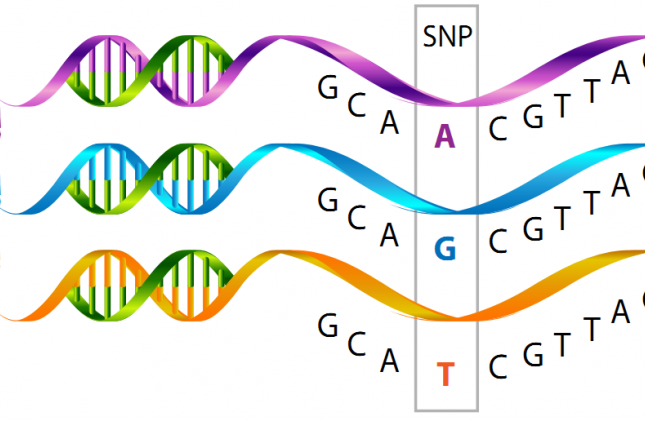 Ứng dụng SNPs trong Giám định ADN
