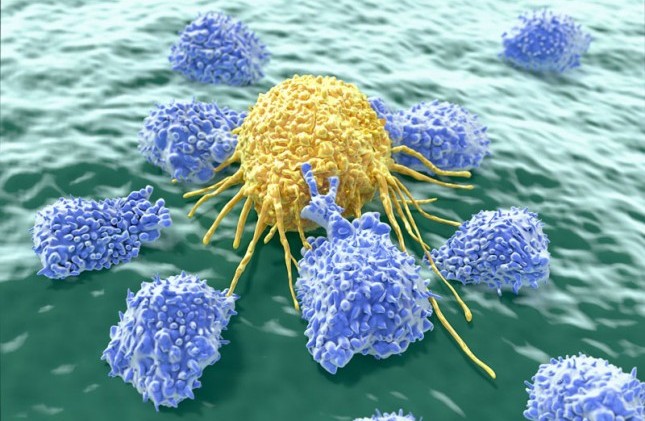 Đo lường tỷ lệ phần trăm tế bào NK trong nội mạc tử cung từ những phụ nữ có khả năng sinh sản bình thường và phụ nữ sảy thai liên tiếp: thiết lập ngưỡng tham chiếu cho NK tử cung