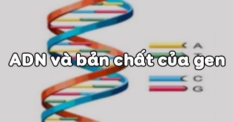 adn và bản chất của gen