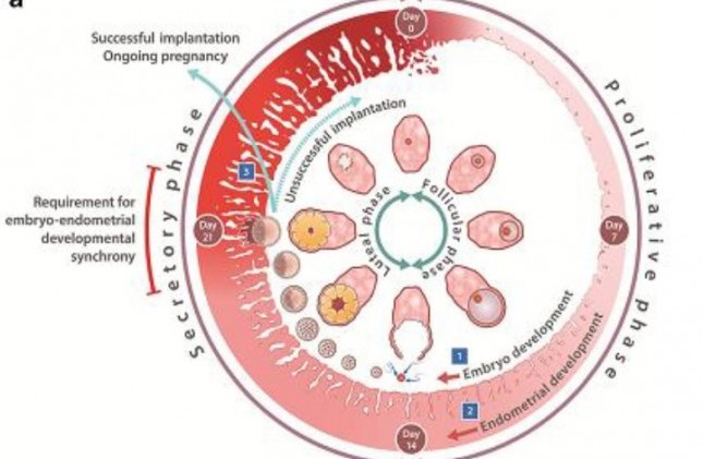 Tại Việt Nam, đã có nhiều phụ nữ sau nhiều lần thất bại IVF đã có thai sau khi xét nghiệm Genratest