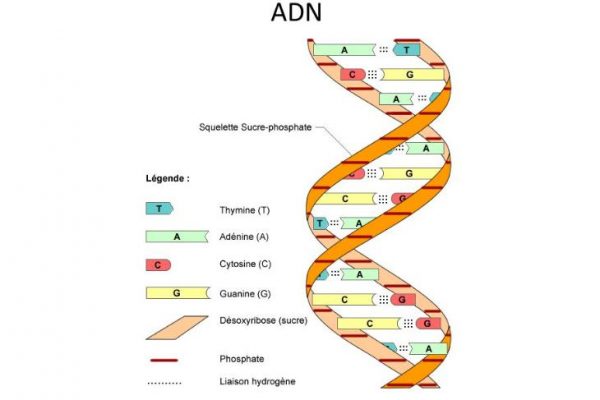 x&eacute;t nghiệm adn để l&agrave;m g&igrave;