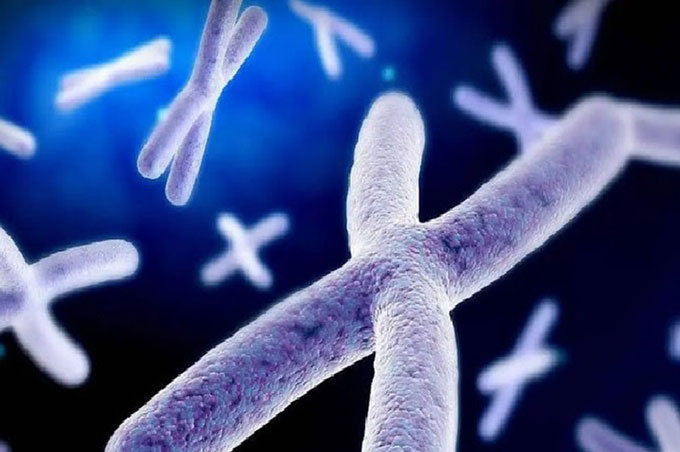 Cấu tr&uacute;c NST