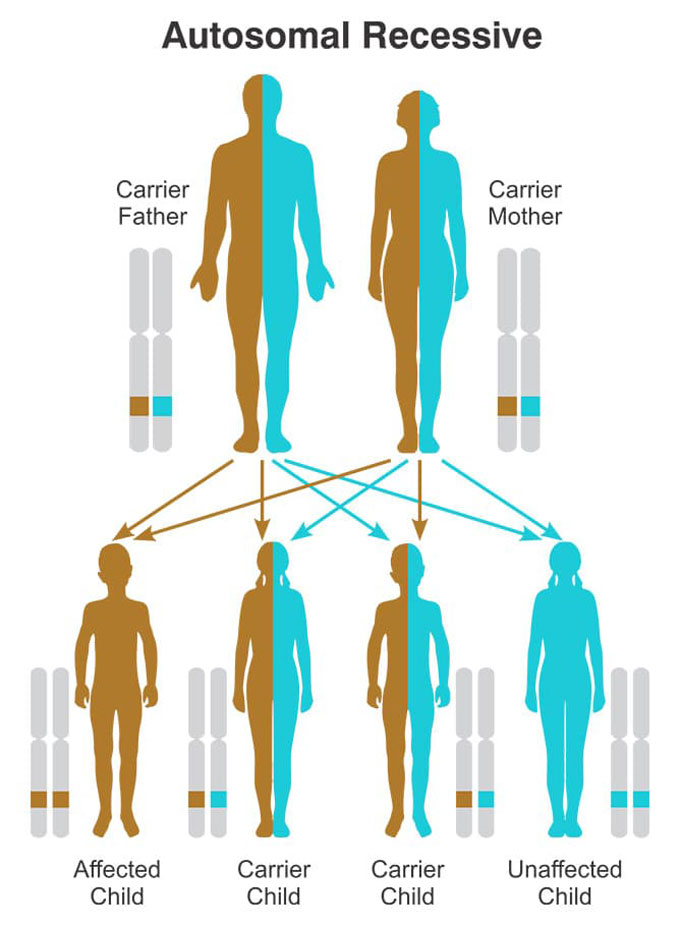 Bố nh&oacute;m m&aacute;u A, mẹ nh&oacute;m m&aacute;u B th&igrave; c&aacute;c anh chị em ruột c&oacute; thể mang 1 trong 4 nh&oacute;m m&aacute;u