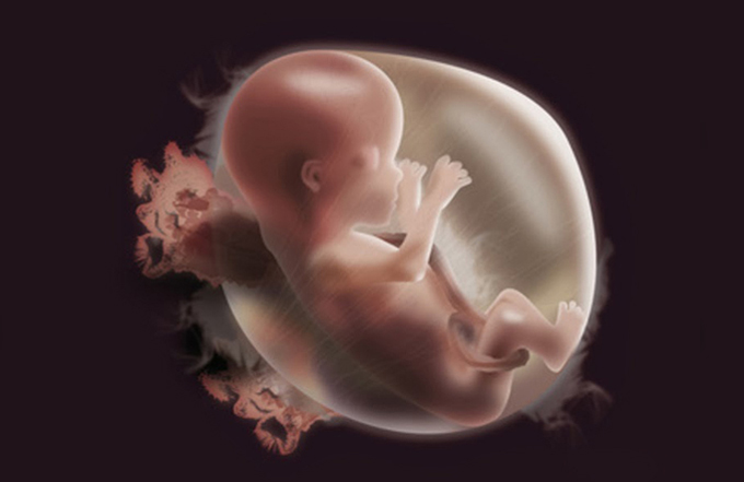 Thai nhi ph&aacute;t triển trong bụng mẹ