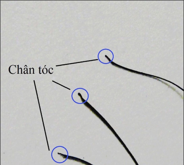 Cách lấy mẫu tóc để xét nghiệm ADN