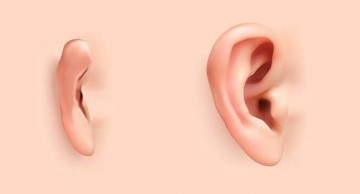 Nguyên nhân dị tật vành tai ở thai nhi